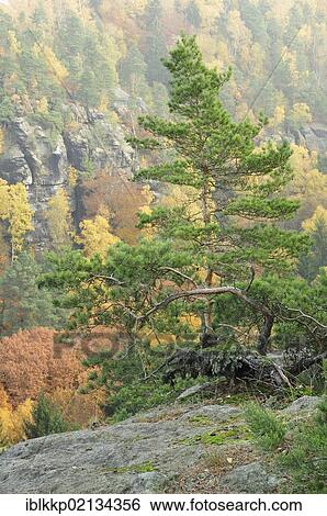Autumn forest in the Elbe Sandstone Mountains, Saxon Switzerland, Saxony, Germany, Europe View Large Photo Image Stock Photograph - Autumn forest in the Elbe Sandstone Mountains, Saxon Switzerland, Saxony, Germany, Europe. Fotosearch