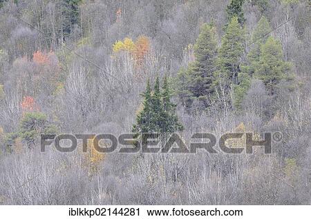 Stock Image - Autumnal forest and bare trees near the E27, Ringebufjellet, Norway, Europe. Fotosearch