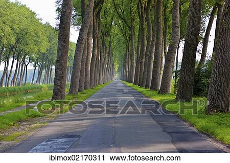 Avenue between Bruges and Damme, Damse Vaart-Zuid, Damme, Bruges, West Flanders, Flemish Region, Belgium, Europe View Large Photo Image Stock Image - Avenue between Bruges and Damme, Damse Vaart-Zuid, Damme, Bruges, West Flanders, Flemish Region, Belgium, Europe. Fotosearch