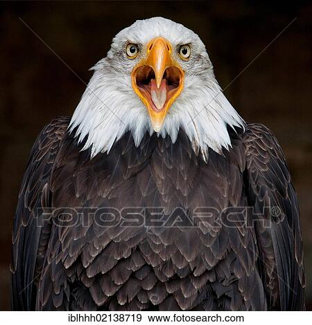 Bald eagle (Haliaeetus leucocephalus), Kranichfeld, Thuringia, Germany, Europe View Large Photo Image Stock Photo - Bald eagle (Haliaeetus leucocephalus), Kranichfeld, Thuringia, Germany, Europe. Fotosearch