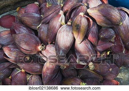 Banana blossoms on the morning market, Luang Prabang, Laos, Indochina, Asia View Large Photo Image Stock Photograph - Banana blossoms on the morning market, Luang Prabang, Laos, Indochina, Asia. Fotosearch