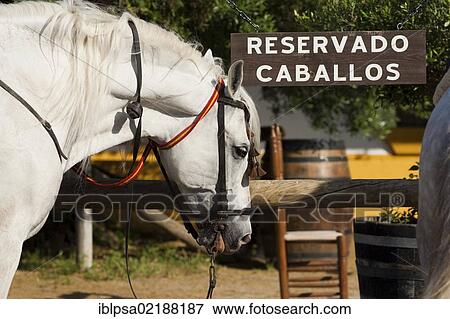 Bar and restaurant for horse-riders, Andalusian horse parked in front, El Rocio, Almonte, Huelva province, Andalusia, Spain, Europe View Large Photo Image Stock Photo - Bar and restaurant for horse-riders, Andalusian horse parked in front, El Rocio, Almonte, Huelva province, Andalusia, Spain, Europe. Fotosearch