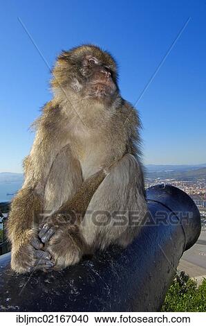 Stock Image - Barbary macaque (Macaca sylvanus) on a cannon, Gibraltar, British overseas territory, Iberian Peninsula, Europe. Fotosearch