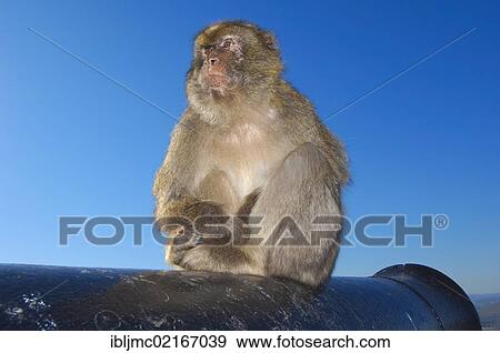 Barbary macaque (Macaca sylvanus) on a cannon, Gibraltar, British overseas territory, Iberian Peninsula, Europe View Large Photo Image Stock Photo - Barbary macaque (Macaca sylvanus) on a cannon, Gibraltar, British overseas territory, Iberian Peninsula, Europe. Fotosearch