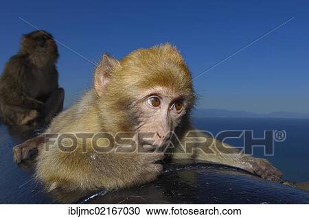 Stock Image - Barbary macaques (Macaca sylvanus) on a cannon, Gibraltar, British overseas territory, Iberian Peninsula, Europe. Fotosearch