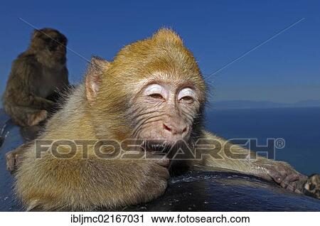 Barbary macaques (Macaca sylvanus) on a cannon, Gibraltar, British overseas territory, Iberian Peninsula, Europe View Large Photo Image Stock Image - Barbary macaques (Macaca sylvanus) on a cannon, Gibraltar, British overseas territory, Iberian Peninsula, Europe. Fotosearch