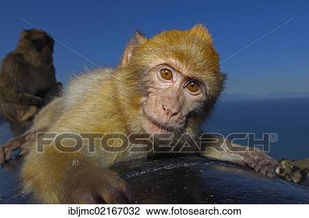 Stock Image - Barbary macaques (Macaca sylvanus) on a cannon, Gibraltar, British overseas territory, Iberian Peninsula, Europe. Fotosearch
