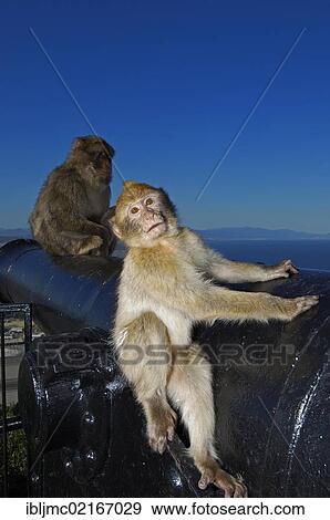 Barbary macaques (Macaca sylvanus) on a cannon, Gibraltar, British overseas territory, Iberian Peninsula, Europe View Large Photo Image Stock Photo - Barbary macaques (Macaca sylvanus) on a cannon, Gibraltar, British overseas territory, Iberian Peninsula, Europe. Fotosearch