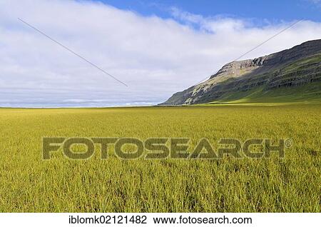 Stock Image - Bardsvik bay, east coast of Hornstrandir, Westfjords, Iceland, Europe. Fotosearch