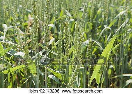 Stock Photograph - Barley (Hordeum vulgare), grain cultivation in the Hallertau, Holledau or Hollerdau area, Mainburg, Bavaria, Germany, Europe. Fotosearch