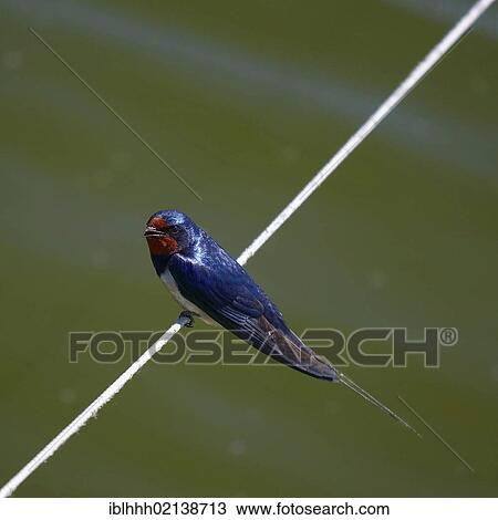 Barn swallow (Hirundo rustica) on wire, Wieck, Darss, Baltic Sea, Mecklenburg-Western Pomerania, Germany, Europe View Large Photo Image Stock Image - Barn swallow (Hirundo rustica) on wire, Wieck, Darss, Baltic Sea, Mecklenburg-Western Pomerania, Germany, Europe. Fotosearch
