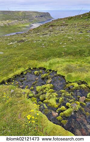 Barðsvík or Bardsvik bay, east coast of Hornstrandir, Westfjords, Iceland, Europe View Large Photo Image Stock Image - Barðsvík or Bardsvik bay, east coast of Hornstrandir, Westfjords, Iceland, Europe. Fotosearch