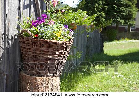 Stock Image - Basket with colorful flowers at a wooden wall, fence, lawn, garden, Saxony, Germany, Europe. Fotosearch