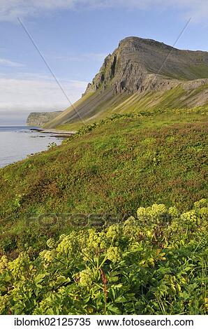 Stock Photography - Bay, Hælavíkurbjarg or Haelavikurbjarg, Hælavík or Haelavik bay, Hornstrandir, Westfjords, Iceland, Europe. Fotosearch