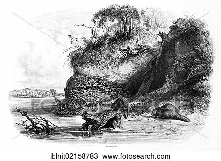 Beaver burrow on the Missouri, illustration from Travels in the Interior of North America, 1832-1834, by Prince Maximilian of Wied, illustrations by Carl Bodmer, Koblenz, 1839 View Large Photo Image Stock Image - Beaver burrow on the Missouri, illustration from Travels in the Interior of North America, 1832-1834, by Prince Maximilian of Wied, illustrations by Carl Bodmer, Koblenz, 1839. Fotosearch