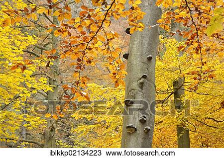 Beech forest in autumn, Ilsetal valley, Harz, Saxony-Anhalt, Germany, Europe View Large Photo Image Stock Image - Beech forest in autumn, Ilsetal valley, Harz, Saxony-Anhalt, Germany, Europe. Fotosearch