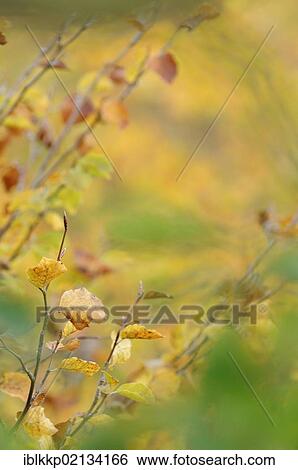 Beech leaves in autumn, Beech (Fagus), Hainich, Thuringia, Germany, Europe View Large Photo Image Stock Photograph - Beech leaves in autumn, Beech (Fagus), Hainich, Thuringia, Germany, Europe. Fotosearch