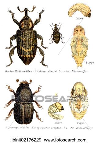 Beetles, a weevil (Pissodes) and a bark beetle (Eccoptogaster scolytus), illustration from Meyers Konversationslexikon encyclopedia, 1897 View Large Photo Image Stock Photo - Beetles, a weevil (Pissodes) and a bark beetle (Eccoptogaster scolytus), illustration from Meyers Konversationslexikon encyclopedia, 1897. Fotosearch