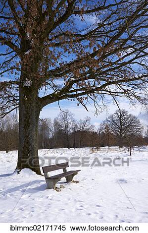 Bench underneath an old oak tree (Quercus sp. ), old oak tree at back, Deuringer Heide heath, Stadtbergen, Swabia, Bavaria, Germany, Europe View Large Photo Image Stock Photography - Bench underneath an old oak tree (Quercus sp. ), old oak tree at back, Deuringer Heide heath, Stadtbergen, Swabia, Bavaria, Germany, Europe. Fotosearch