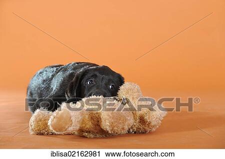 Black Labrador Retriever puppy lying with a teddy bear View Large Photo Image Stock Image - Black Labrador Retriever puppy lying with a teddy bear. Fotosearch