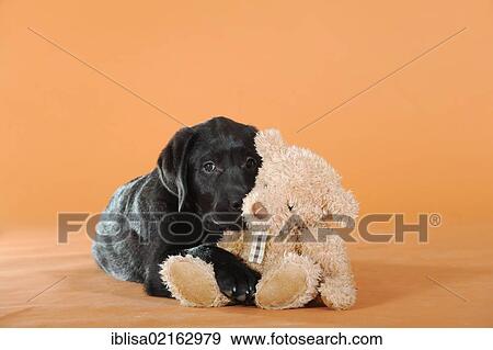 black labrador teddy