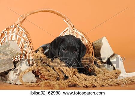 Stock Photo - Black Labrador Retriever puppy lying next to firewood. Fotosearch