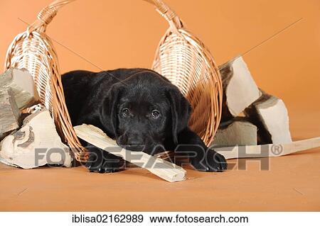 Black Labrador Retriever puppy lying between pieces of firewood View Large Photo Image Stock Photo - Black Labrador Retriever puppy lying between pieces of firewood. Fotosearch