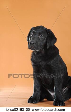 Black Labrador Retriever puppy, sitting View Large Photo Image Stock Image - Black Labrador Retriever puppy, sitting. Fotosearch