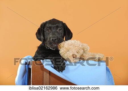 Stock Photograph - Black Labrador Retriever puppy sitting in a wooden box with a teddy bear. Fotosearch