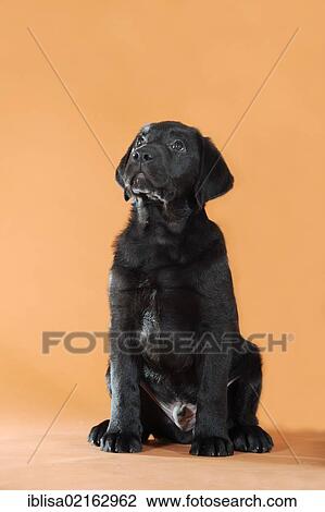 Black Labrador Retriever puppy, sitting, looking up View Large Photo Image Stock Image - Black Labrador Retriever puppy, sitting, looking up. Fotosearch