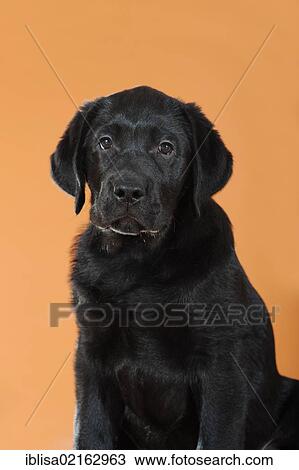 Black Labrador Retriever puppy View Large Photo Image Stock Image - Black Labrador Retriever puppy. Fotosearch