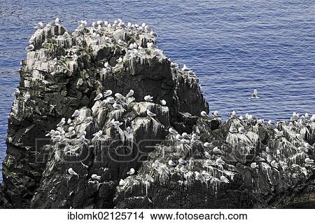 Black-legged Kittiwakes (Rissa tridactyla) on rocks, Hornvík or Hornvik bay, Hornstrandir, Westfjords, Iceland, Europe View Large Photo Image Picture - Black-legged Kittiwakes (Rissa tridactyla) on rocks, Hornvík or Hornvik bay, Hornstrandir, Westfjords, Iceland, Europe. Fotosearch