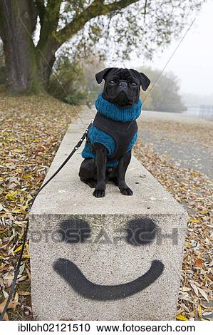 Black pug wearing a sweater sitting on a wall with a smiley graffito by Oz, Hamburg, Germany, Europe, PublicGround, Europe View Large Photo Image Stock Image - Black pug wearing a sweater sitting on a wall with a smiley graffito by Oz, Hamburg, Germany, Europe, PublicGround, Europe. Fotosearch