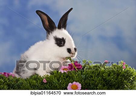 Black-white spotted rabbit in flower meadow View Large Photo Image Stock Image - Black-white spotted rabbit in flower meadow. Fotosearch