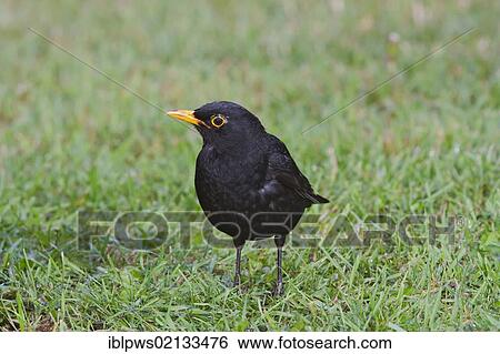 Blackbird (Turdus merula), in grass, south-east England, United Kingdom, Europe View Large Photo Image Stock Photograph - Blackbird (Turdus merula), in grass, south-east England, United Kingdom, Europe. Fotosearch