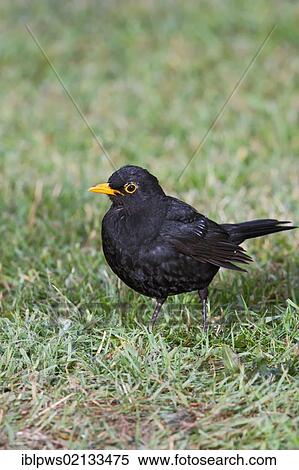 Stock Photography - Blackbird (Turdus merula), in grass, south-east England, United Kingdom, Europe. Fotosearch