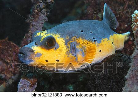 Stock Image - Blackspotted Puffer (Arothron nigropunctatus, Arothron citrinellus), yellow variety, swimming in coral reef, Great Barrier Reef, UNESCO World Heritage Site, Cairns, Queensland, Australia, Pacific, Oceania. Fotosearch