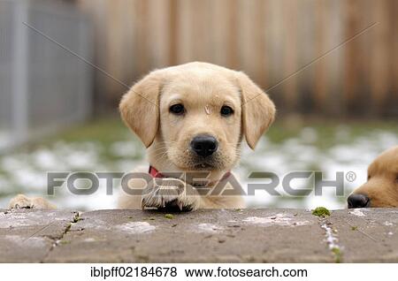 Blonde Labrador Retriever Puppy Looking Over A Wall Stock Photo Blonde Labrador Retriever Puppy Looking