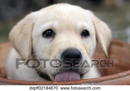 Stock Image - Blonde Labrador Retriever puppy sitting in a flower pot. Fotosearch