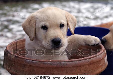 Stock Image - Blonde Labrador Retriever puppy sitting in a flower pot. Fotosearch