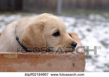 Stock Photo - Blonde Labrador Retriever puppy sitting in a flower pot. Fotosearch