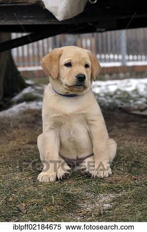 Blonde Labrador Retriever puppy sitting on grass View Large Photo Image Stock Photography - Blonde Labrador Retriever puppy sitting on grass. Fotosearch