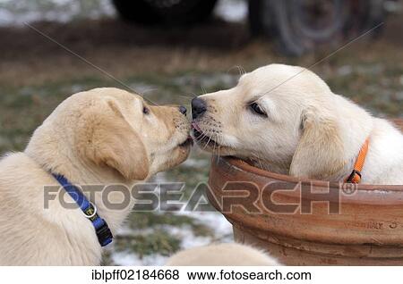 Blonde Labrador Retriever puppy sniffing or kissing another one sitting in a flower pot View Large Photo Image Stock Photo - Blonde Labrador Retriever puppy sniffing or kissing another one sitting in a flower pot. Fotosearch