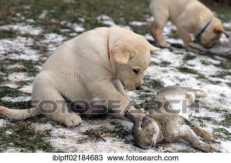 Blonde Labrador Retriever puppy with a rabbit as raw diet View Large Photo Image Stock Image - Blonde Labrador Retriever puppy with a rabbit as raw diet. Fotosearch
