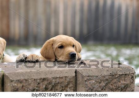 Blonde Labrador Retriever puppy with its head on a wall View Large Photo Image Stock Photo - Blonde Labrador Retriever puppy with its head on a wall. Fotosearch