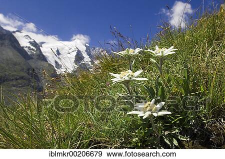 Stock Photo - Blooming Edelweiss, National Park Hohe Tauern, Austrian Alps, Austria, Europe. Fotosearch