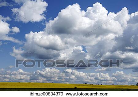 Stock Photo - Blooming Rape field (Brassica napus) and cloudy sky, Rhena, Mecklenburg-Western Pomerania, Germany, Europe. Fotosearch