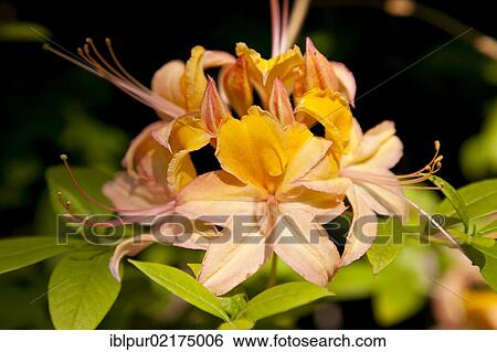 Blooming rhododendron, Rhododendron Park in Dresden-Wachwitz, Wachwitzer Hoehenpark, Saxony, Germany, Europe View Large Photo Image Stock Photograph - Blooming rhododendron, Rhododendron Park in Dresden-Wachwitz, Wachwitzer Hoehenpark, Saxony, Germany, Europe. Fotosearch