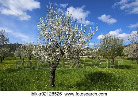 Stock Photograph - Blossoming almond tree, Majorca, Balearic Islands, Spain, Europe. Fotosearch