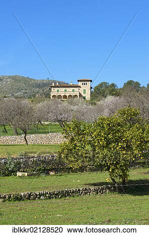 Stock Image - Blossoming almond tree plantation near Andratx, Majorca, Balearic Islands, Spain, Europe. Fotosearch
